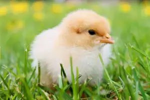Chicken Road Slot